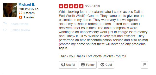 Yelp Review for a DFW Wildlife Control Company